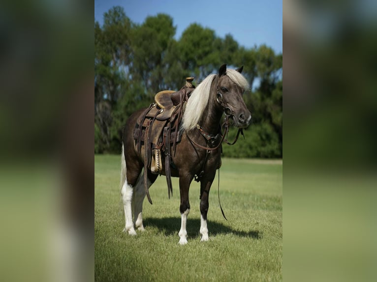 Weitere Ponys/Kleinpferde Wallach 11 Jahre 107 cm Schecke in Corsica