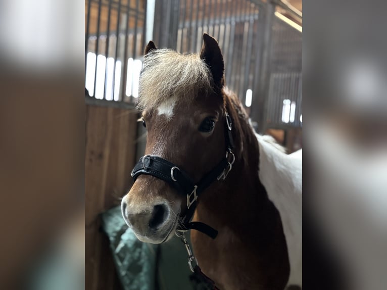 Weitere Ponys/Kleinpferde Wallach 11 Jahre 111 cm Schecke in Mannheim