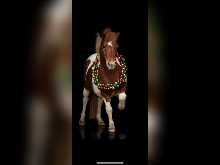 Weitere Ponys/Kleinpferde Wallach 11 Jahre 111 cm Schecke in Mannheim