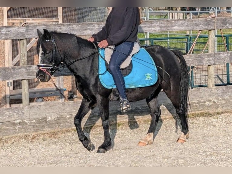 Weitere Ponys/Kleinpferde Wallach 11 Jahre 122 cm Rappe in Kressbronn am Bodensee