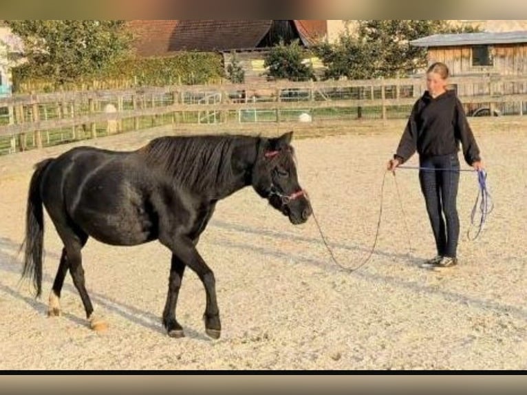 Weitere Ponys/Kleinpferde Wallach 11 Jahre 122 cm Rappe in Kressbronn am Bodensee