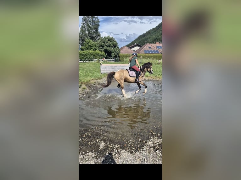 Weitere Ponys/Kleinpferde Wallach 11 Jahre 130 cm Buckskin in Leoben