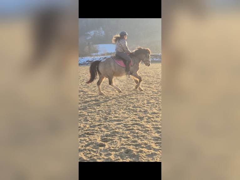 Weitere Ponys/Kleinpferde Wallach 11 Jahre 130 cm Buckskin in Leoben