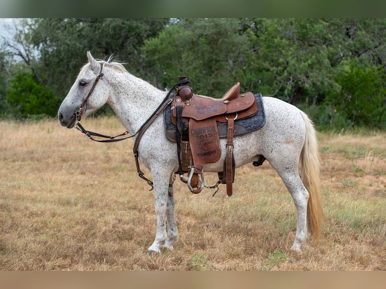 Weitere Ponys/Kleinpferde Wallach 11 Jahre 132 cm Schimmel in Stockdale