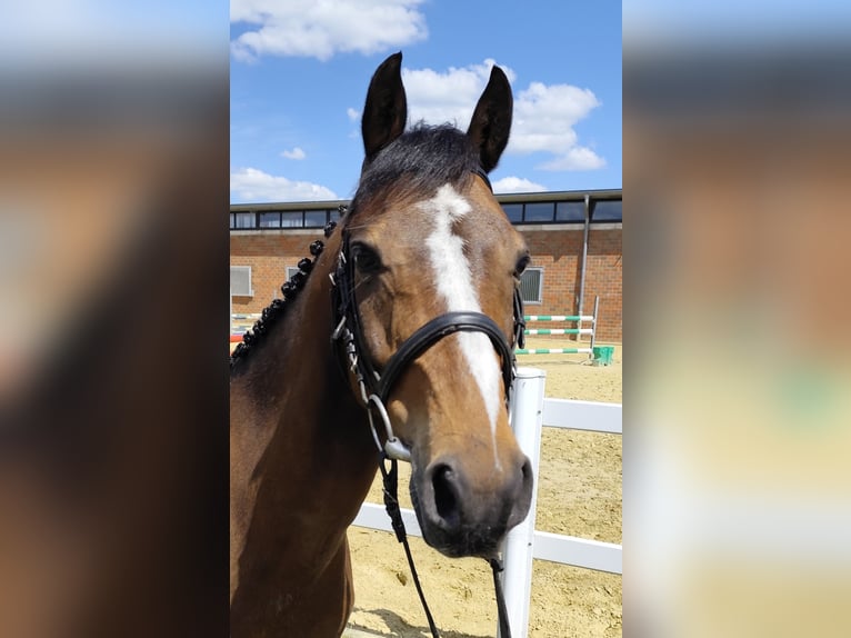 Weitere Ponys/Kleinpferde Wallach 11 Jahre 135 cm Brauner in Bad Laer