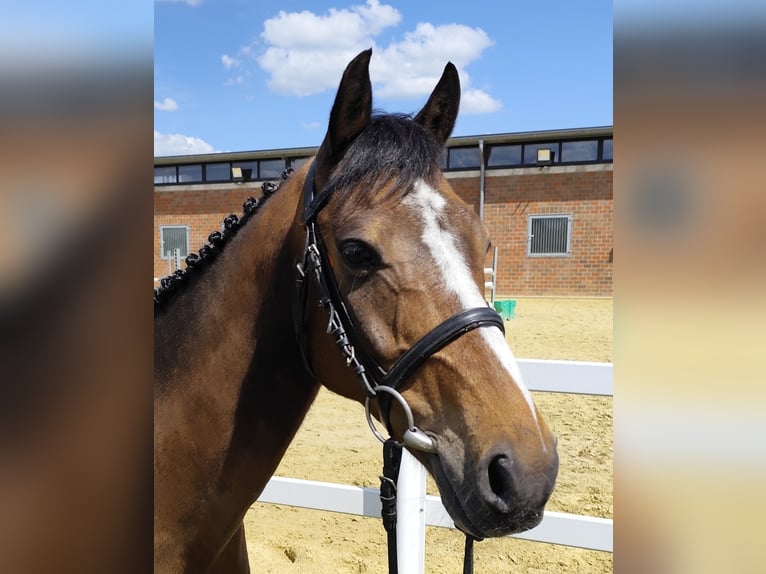 Weitere Ponys/Kleinpferde Wallach 11 Jahre 135 cm Brauner in Bad Laer