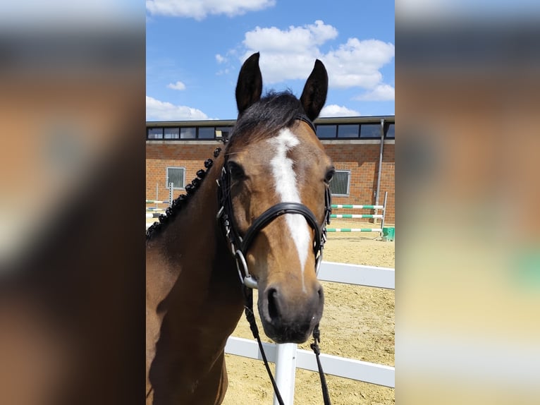 Weitere Ponys/Kleinpferde Wallach 11 Jahre 135 cm Brauner in Bad Laer