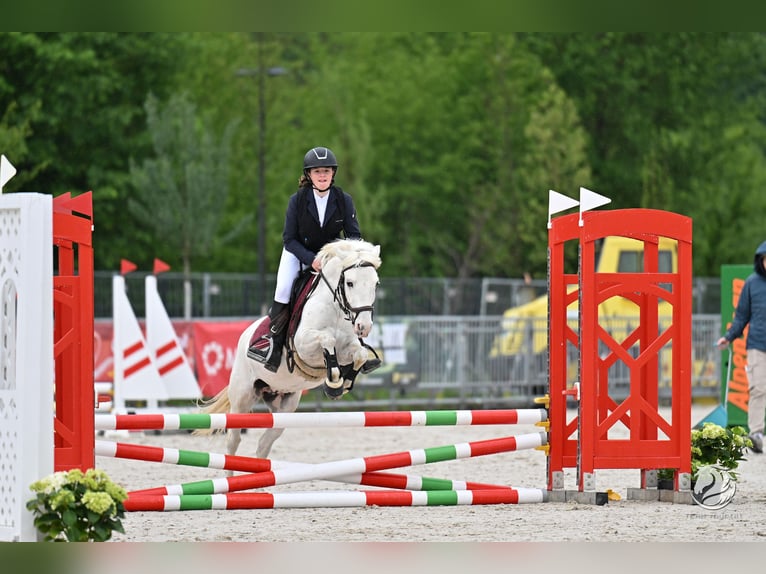 Weitere Ponys/Kleinpferde Wallach 11 Jahre 135 cm Schimmel in Schlins