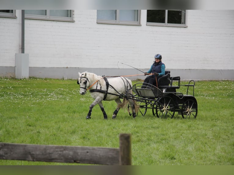 Weitere Ponys/Kleinpferde Wallach 11 Jahre 136 cm Schimmel in Krefeld