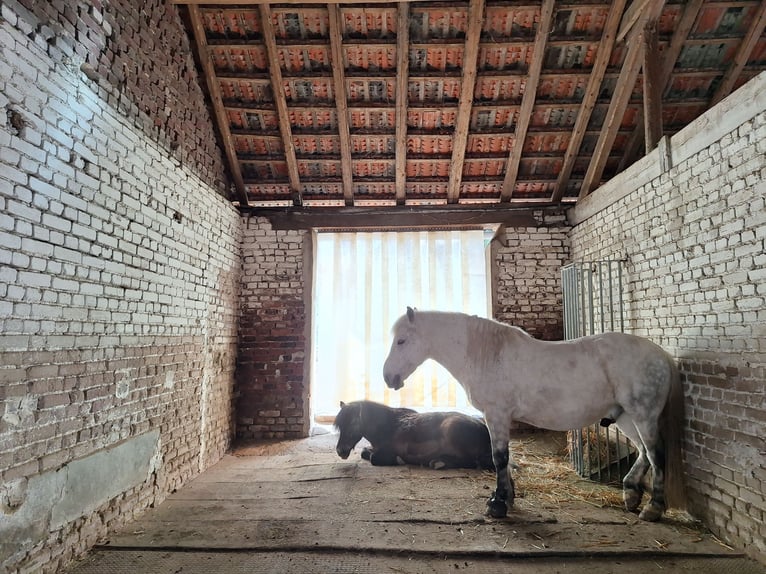 Weitere Ponys/Kleinpferde Wallach 11 Jahre 136 cm Schimmel in Krefeld