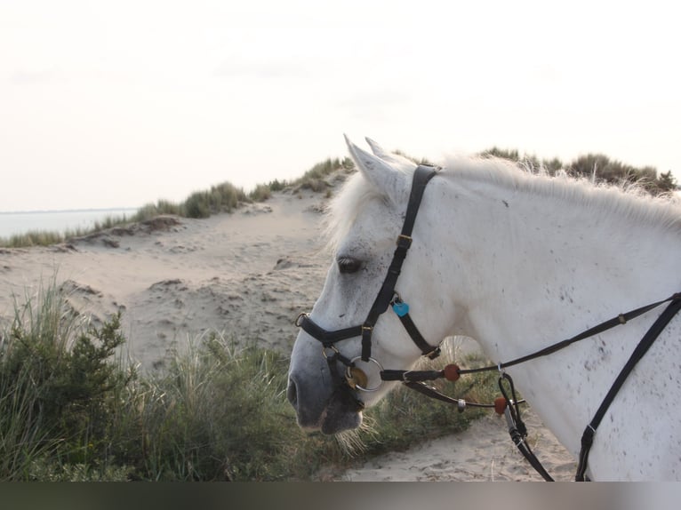 Weitere Ponys/Kleinpferde Wallach 11 Jahre 136 cm Schimmel in Krefeld