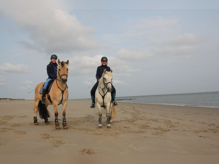 Weitere Ponys/Kleinpferde Wallach 11 Jahre 136 cm Schimmel in Krefeld