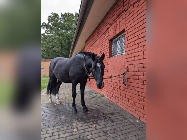 Weitere Ponys/Kleinpferde Mix Wallach 11 Jahre 137 cm Brauner in Delbrück