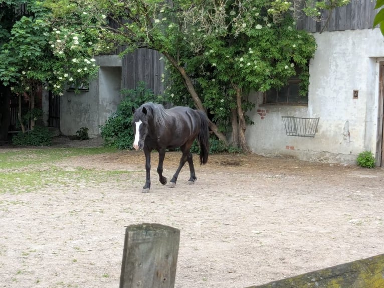 Weitere Ponys/Kleinpferde Wallach 11 Jahre 140 cm Rappe in Bad F&#xFC;ssing