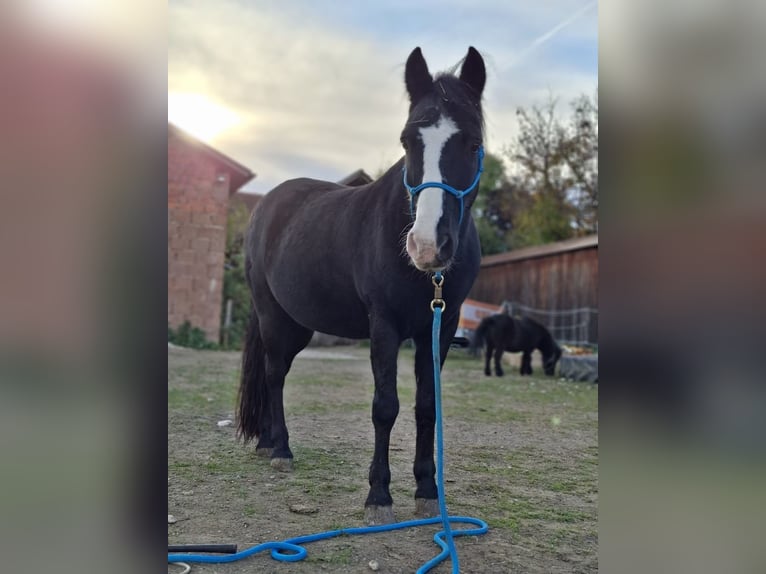 Weitere Ponys/Kleinpferde Wallach 11 Jahre 140 cm Rappe in Bad F&#xFC;ssing