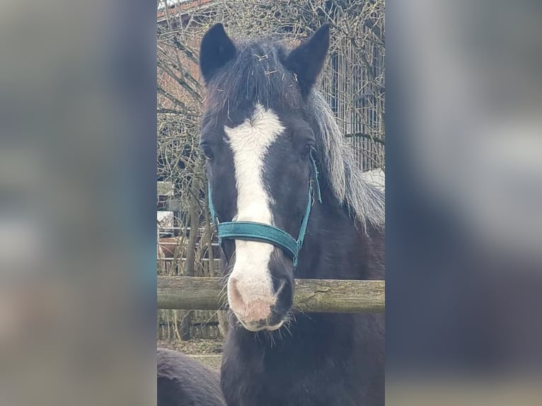 Weitere Ponys/Kleinpferde Wallach 11 Jahre 140 cm Rappe in Bad F&#xFC;ssing