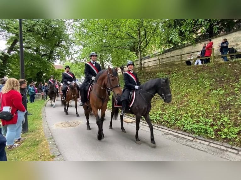 Weitere Ponys/Kleinpferde Wallach 11 Jahre 140 cm Rappe in Amtzell