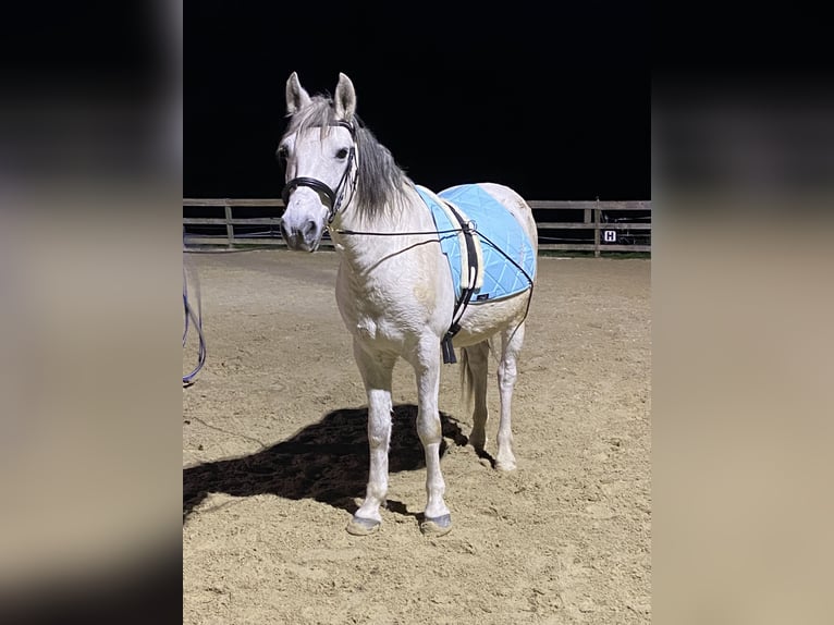 Weitere Ponys/Kleinpferde Wallach 11 Jahre 142 cm Schimmel in Weistrach