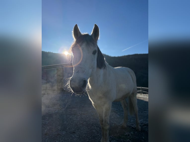 Weitere Ponys/Kleinpferde Wallach 11 Jahre 142 cm Schimmel in Weistrach