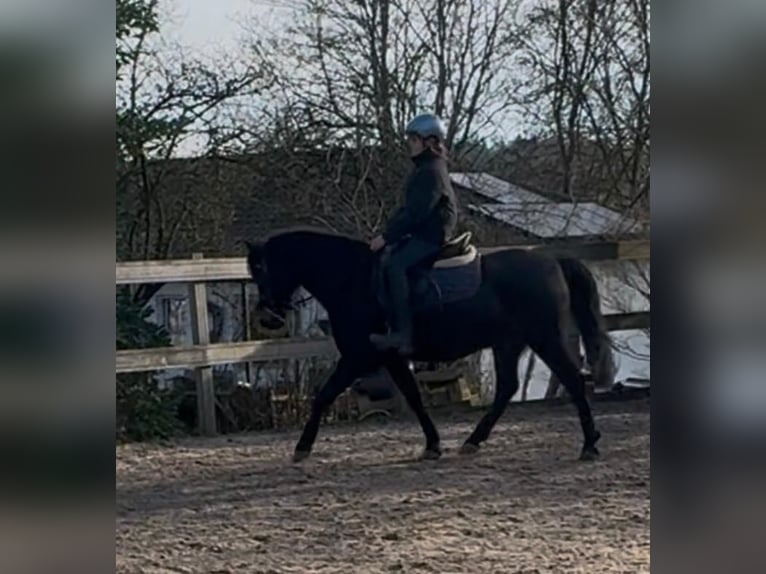 Weitere Ponys/Kleinpferde Wallach 11 Jahre 143 cm Brauner in Weroth