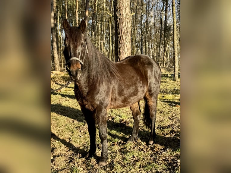 Weitere Ponys/Kleinpferde Mix Wallach 11 Jahre 143 cm Schwarzbrauner in Ribbesbüttel