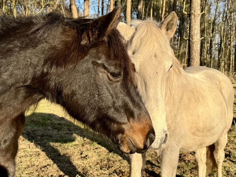 Weitere Ponys/Kleinpferde Mix Wallach 11 Jahre 143 cm Schwarzbrauner in Ribbesbüttel