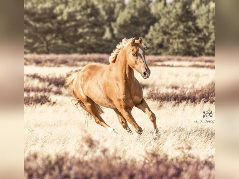 Weitere Ponys/Kleinpferde Wallach 11 Jahre 146 cm Fuchs in Zülow