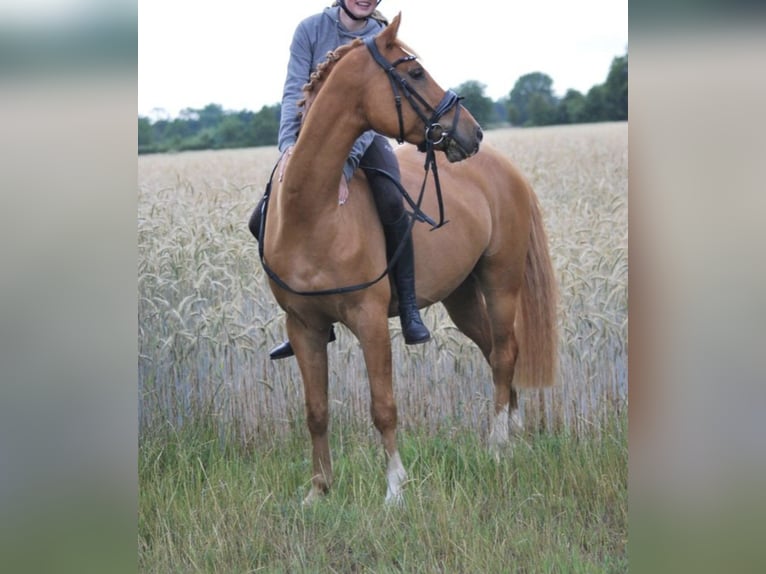 Weitere Ponys/Kleinpferde Wallach 11 Jahre 146 cm Fuchs in Zülow