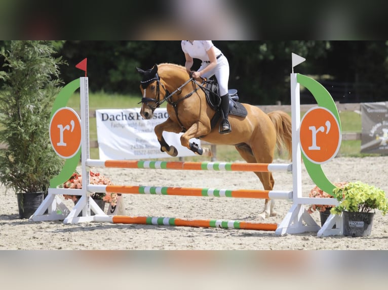 Weitere Ponys/Kleinpferde Wallach 11 Jahre 146 cm Fuchs in Zülow