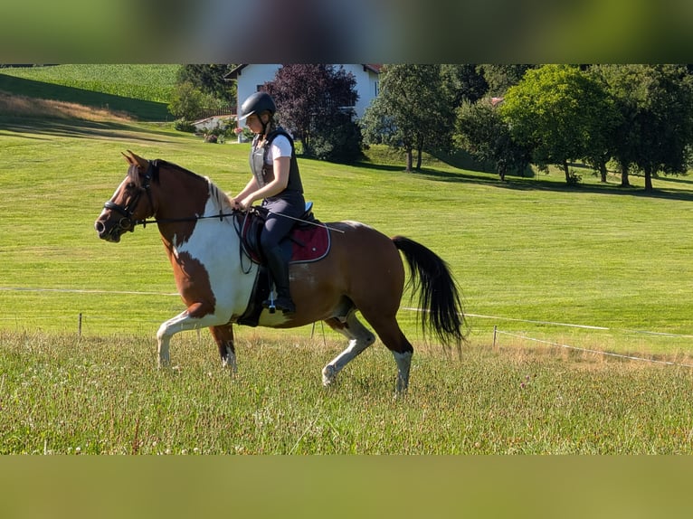 Weitere Ponys/Kleinpferde Wallach 11 Jahre 147 cm Schecke in Wegscheid