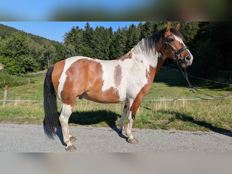 Weitere Ponys/Kleinpferde Wallach 11 Jahre 147 cm Schecke in Wegscheid