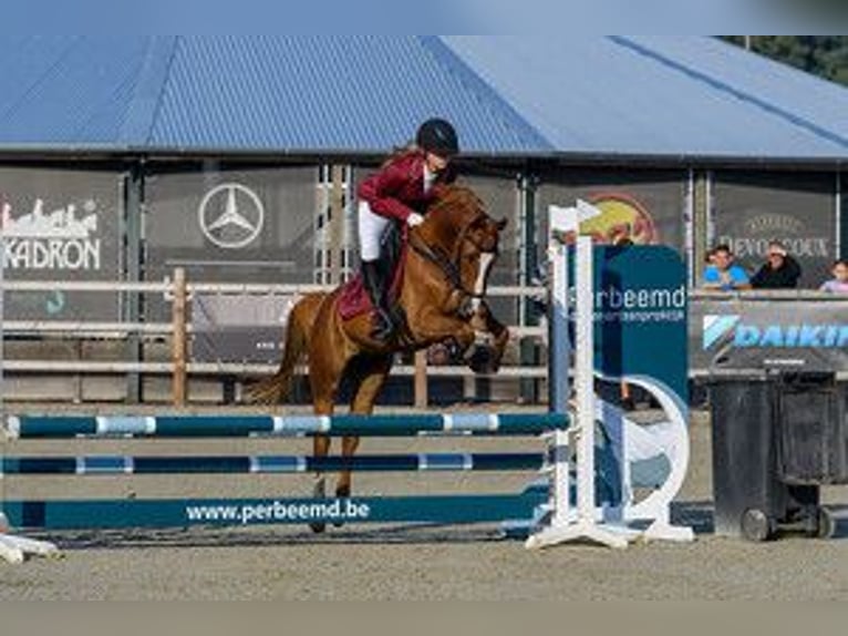 Weitere Ponys/Kleinpferde Mix Wallach 11 Jahre 148 cm Fuchs in Heijningen