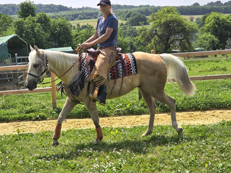 Weitere Ponys/Kleinpferde Wallach 11 Jahre 148 cm Palomino in Linkenbach