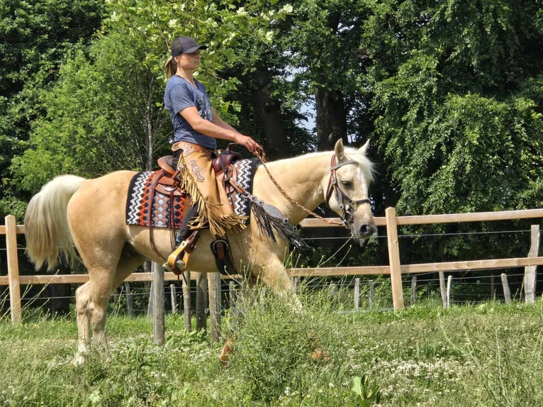 Weitere Ponys/Kleinpferde Wallach 11 Jahre 148 cm Palomino in Linkenbach