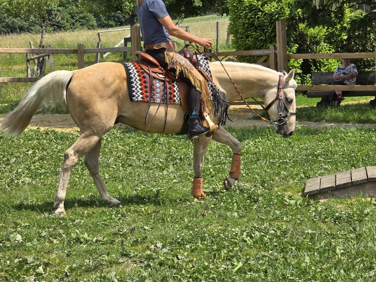 Weitere Ponys/Kleinpferde Wallach 11 Jahre 148 cm Palomino in Linkenbach