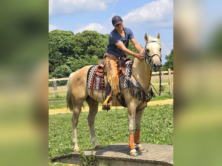 Weitere Ponys/Kleinpferde Wallach 11 Jahre 148 cm Palomino in Linkenbach