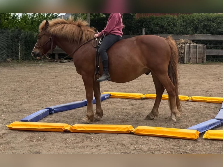 Weitere Ponys/Kleinpferde Wallach 11 Jahre 150 cm Fuchs in Parchim
