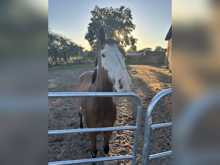 Weitere Ponys/Kleinpferde Mix Wallach 11 Jahre 150 cm Tobiano-alle-Farben in Rotenburg (W&#xFC;mme)Hemslingen