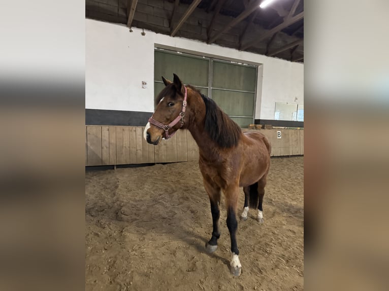 Weitere Ponys/Kleinpferde Mix Wallach 11 Jahre 152 cm Brauner in Karlshuld