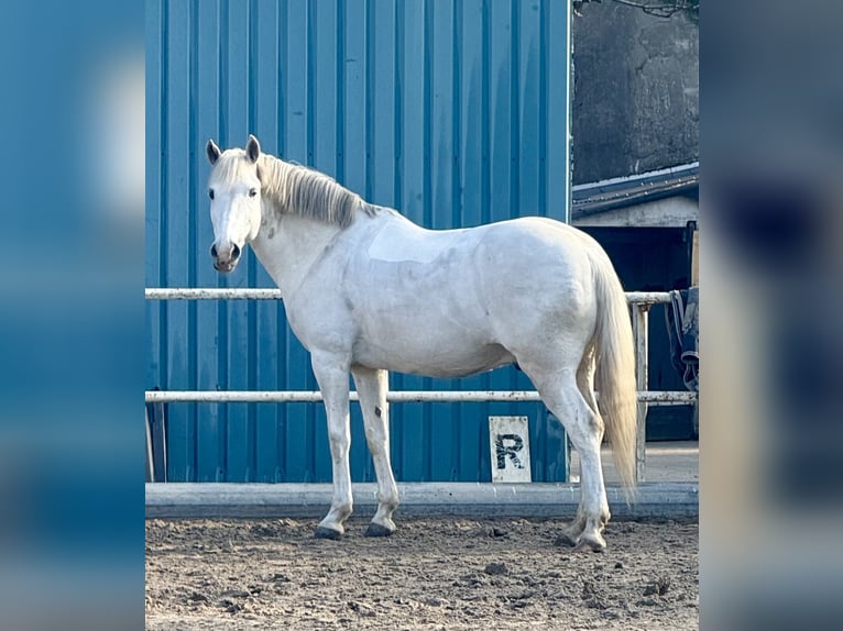Weitere Ponys/Kleinpferde Wallach 11 Jahre 154 cm Schimmel in Schiedam