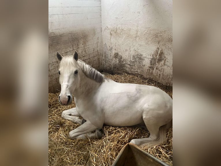 Weitere Ponys/Kleinpferde Wallach 11 Jahre 154 cm Schimmel in Schiedam