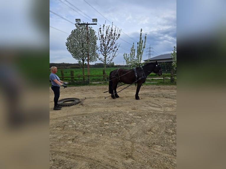 Weitere Ponys/Kleinpferde Mix Wallach 11 Jahre 157 cm Schwarzbrauner in Kempen