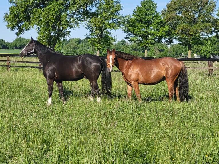 Weitere Ponys/Kleinpferde Wallach 11 Jahre 158 cm Rappe in Olfen