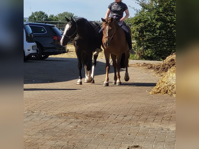 Weitere Ponys/Kleinpferde Wallach 11 Jahre 158 cm Rappe in Olfen