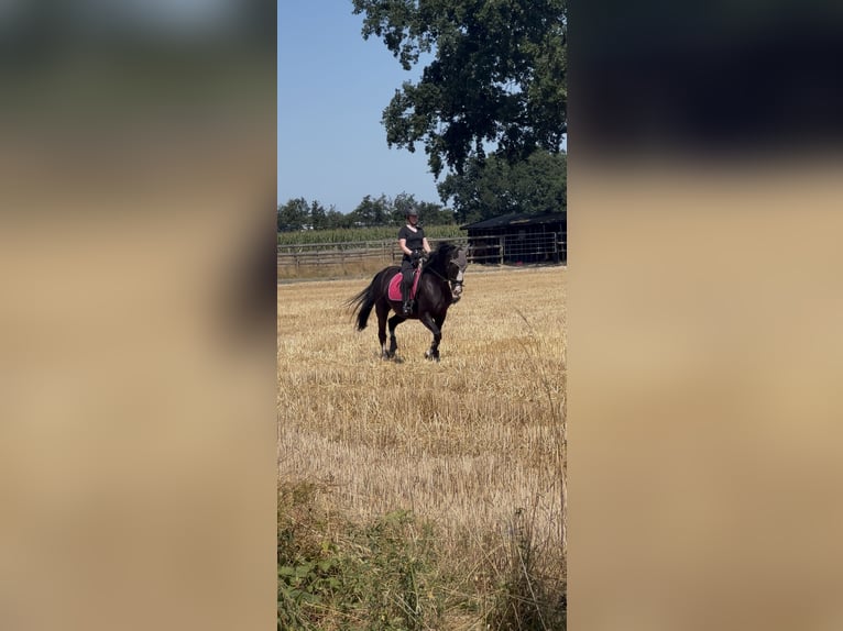 Weitere Ponys/Kleinpferde Wallach 11 Jahre 158 cm Rappe in Olfen
