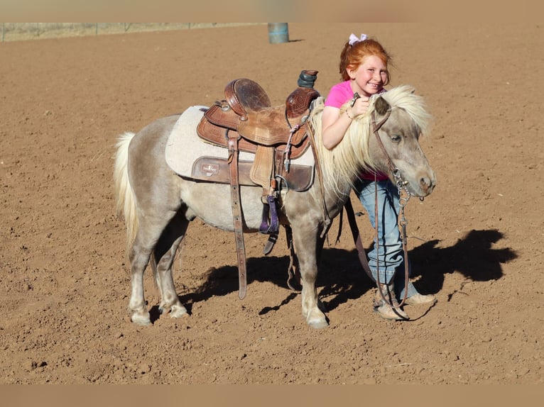 Weitere Ponys/Kleinpferde Wallach 11 Jahre 89 cm  in Edgewood