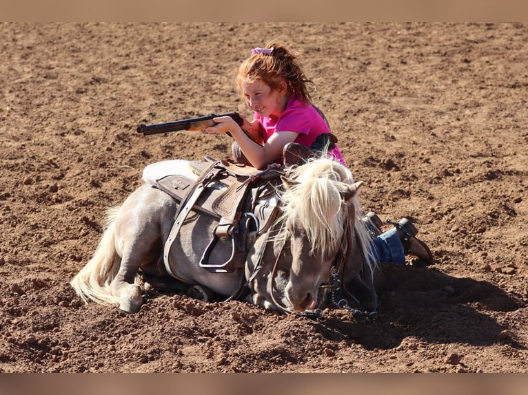 Weitere Ponys/Kleinpferde Wallach 11 Jahre 89 cm  in Edgewood