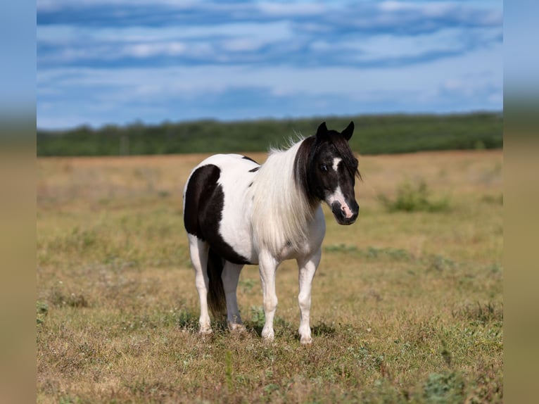 Weitere Ponys/Kleinpferde Wallach 11 Jahre 91 cm Schecke in Nevis