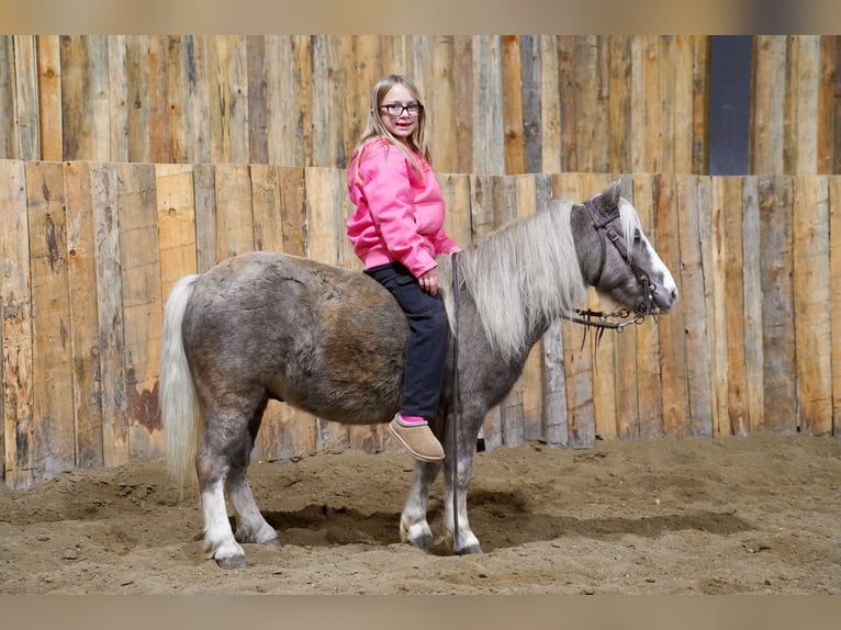 Weitere Ponys/Kleinpferde Wallach 11 Jahre 91 cm Schimmel in Corsica