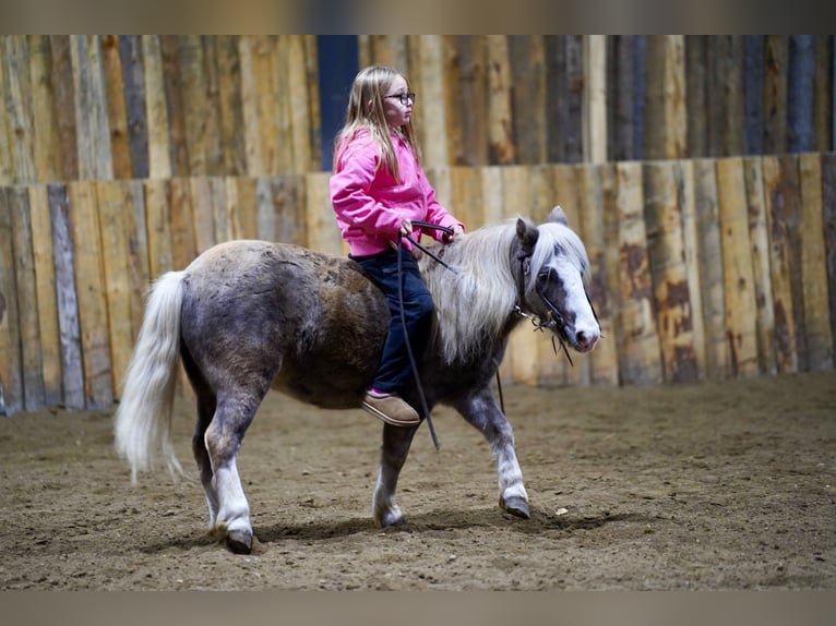 Weitere Ponys/Kleinpferde Wallach 11 Jahre 91 cm Schimmel in Corsica
